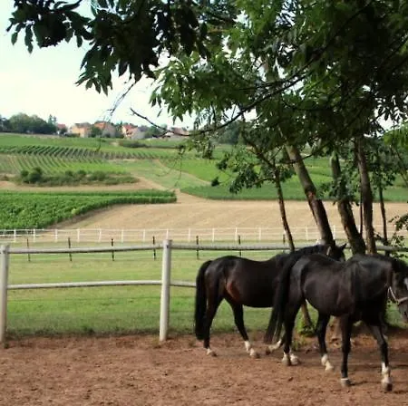 Im Schoenen Zellertal, Mit 22 Kw Wallbox דירה *