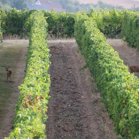 Im Schoenen Zellertal, Mit 22 Kw Wallbox 公寓 Wachenheim an der Weinstraße