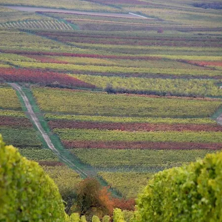 Im Schoenen Zellertal, Mit 22 Kw Wallbox דירה Wachenheim an der Weinstraße