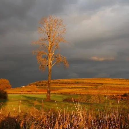 公寓 Im Schoenen Zellertal, Mit 22 Kw Wallbox Wachenheim an der Weinstraße