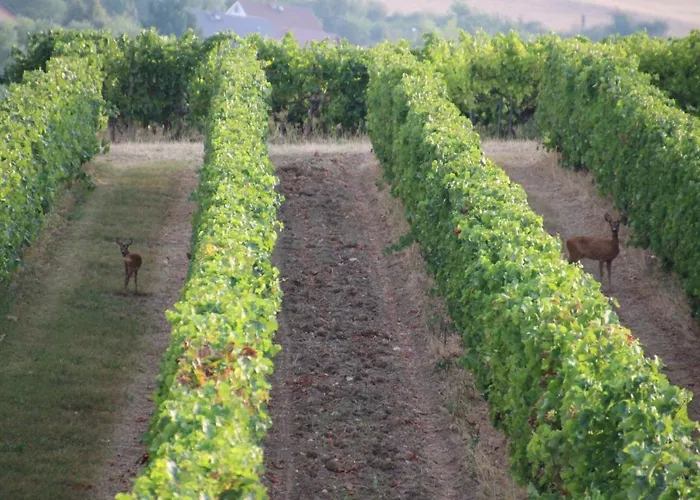 Im Schoenen Zellertal, Mit 22 Kw Wallbox 아파트 Wachenheim an der Weinstraße